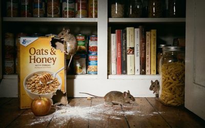 DIY Pest Prevention Tips That Actually Work